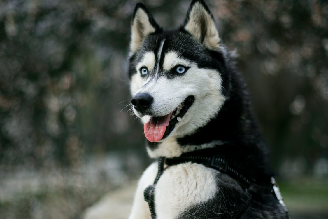 1125x750 Portrait Photo Of Siberian Husky HD Wallpaper