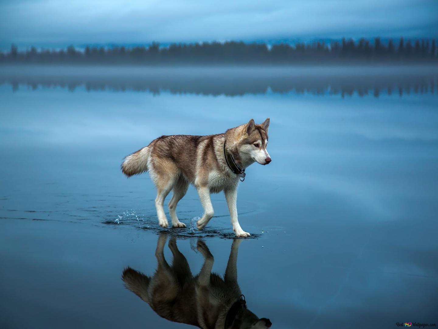 1440x1080 Siberian Husky on water HD wallpaper download