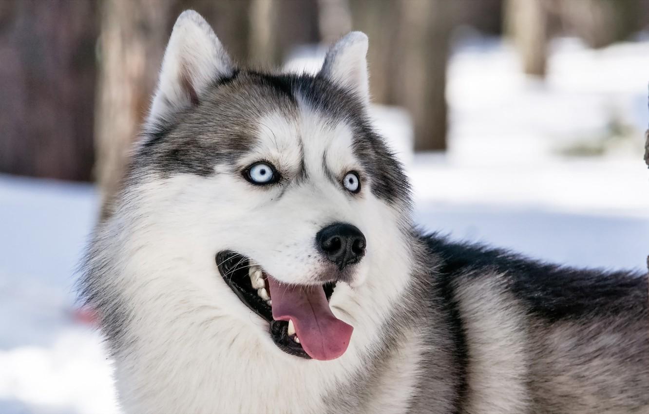 1332x850 Wallpaper look, each, dog, Siberian husky image for desktop, section собаки