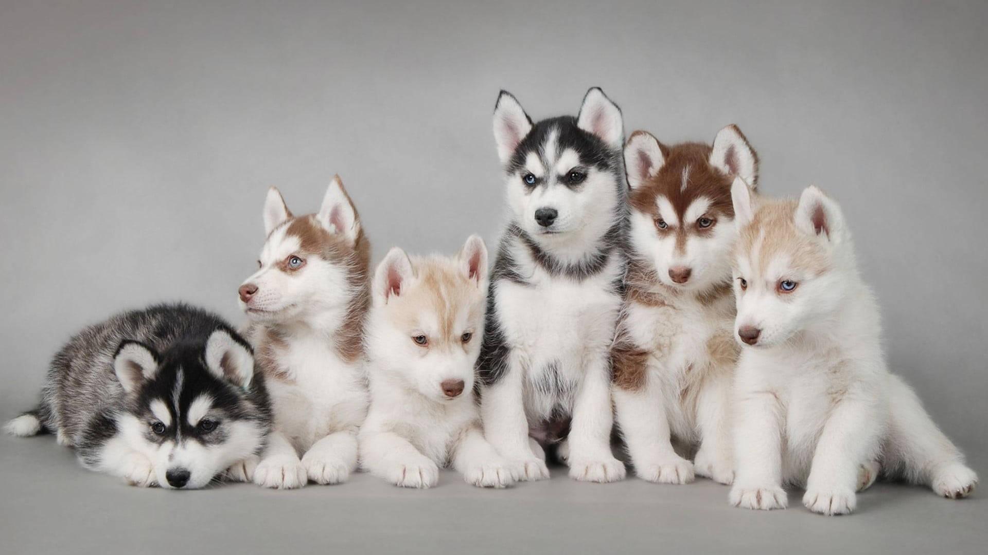 1920x1080 Free Husky Puppy Wallpaper Downloads, Husky Puppy Wallpaper for FREE