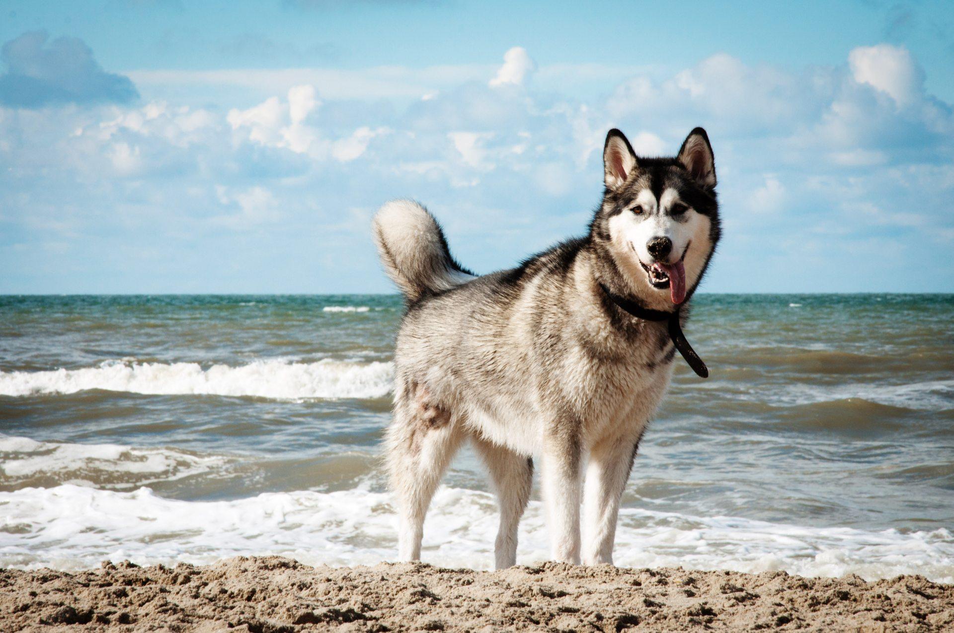 1920x1275 Siberian Husky HD Wallpaper