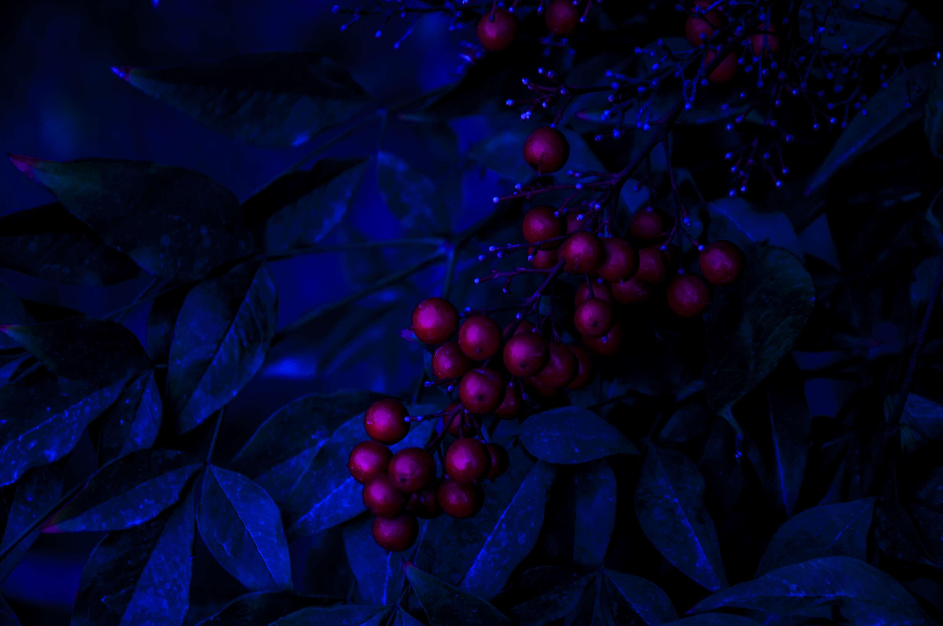 3840x2550 black wallpaper, blue, calm, cranberries, dark, leaves, nature, night, wallpaper 4k Gallery HD Wallpaper