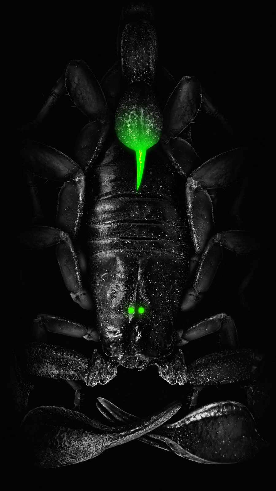 900x1600 Scorpion Venom IPhone Wallpaper Wallpaper : iPhone Wallpaper