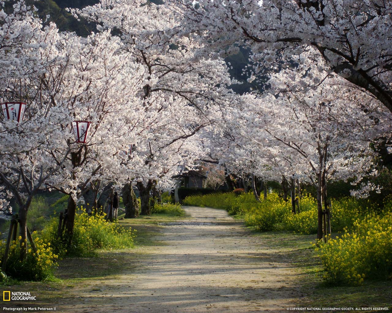1280x1024 National Geographic Wallpaper Spring Scenes
