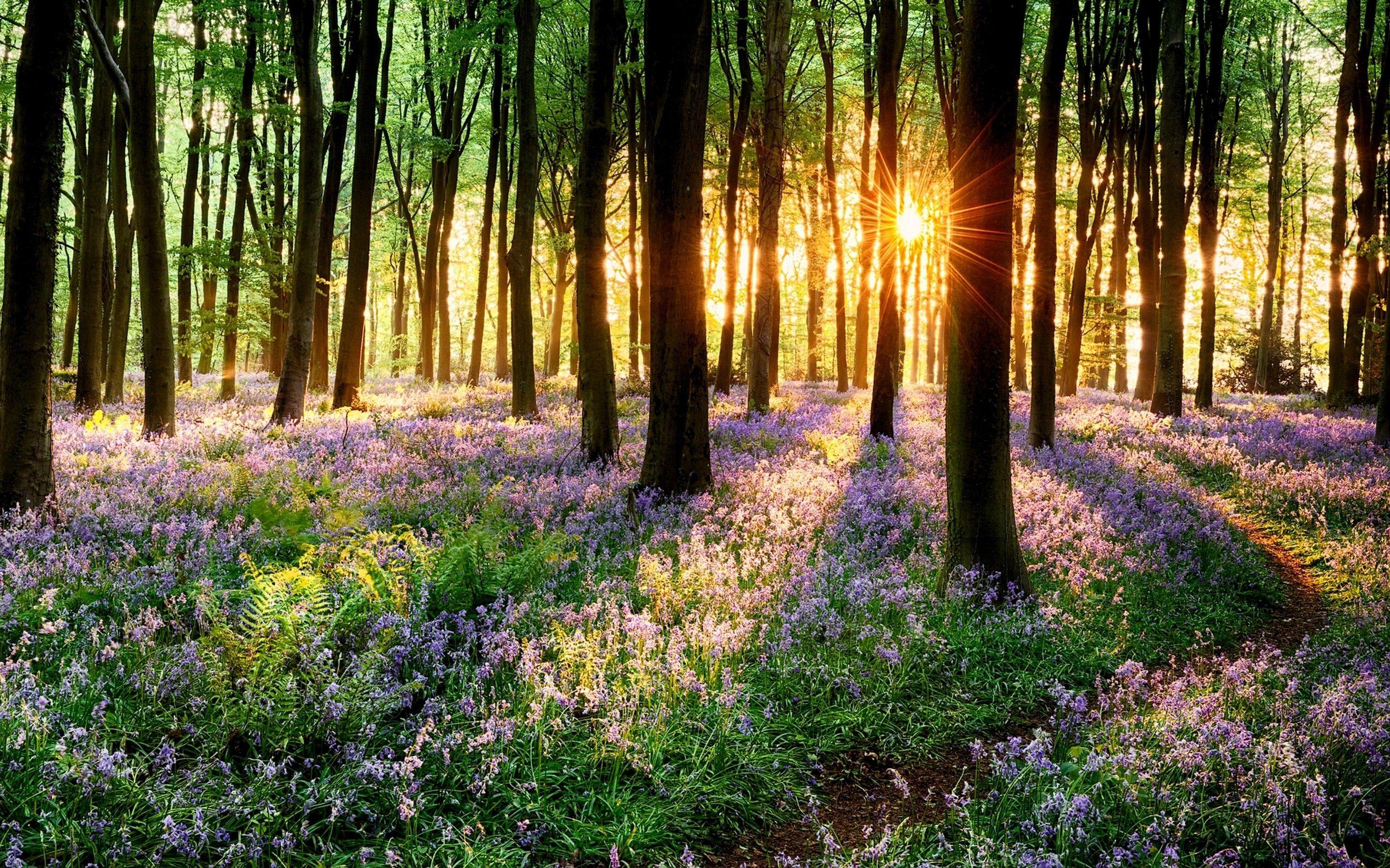 2880x1800 Woodland Spring Wallpaper