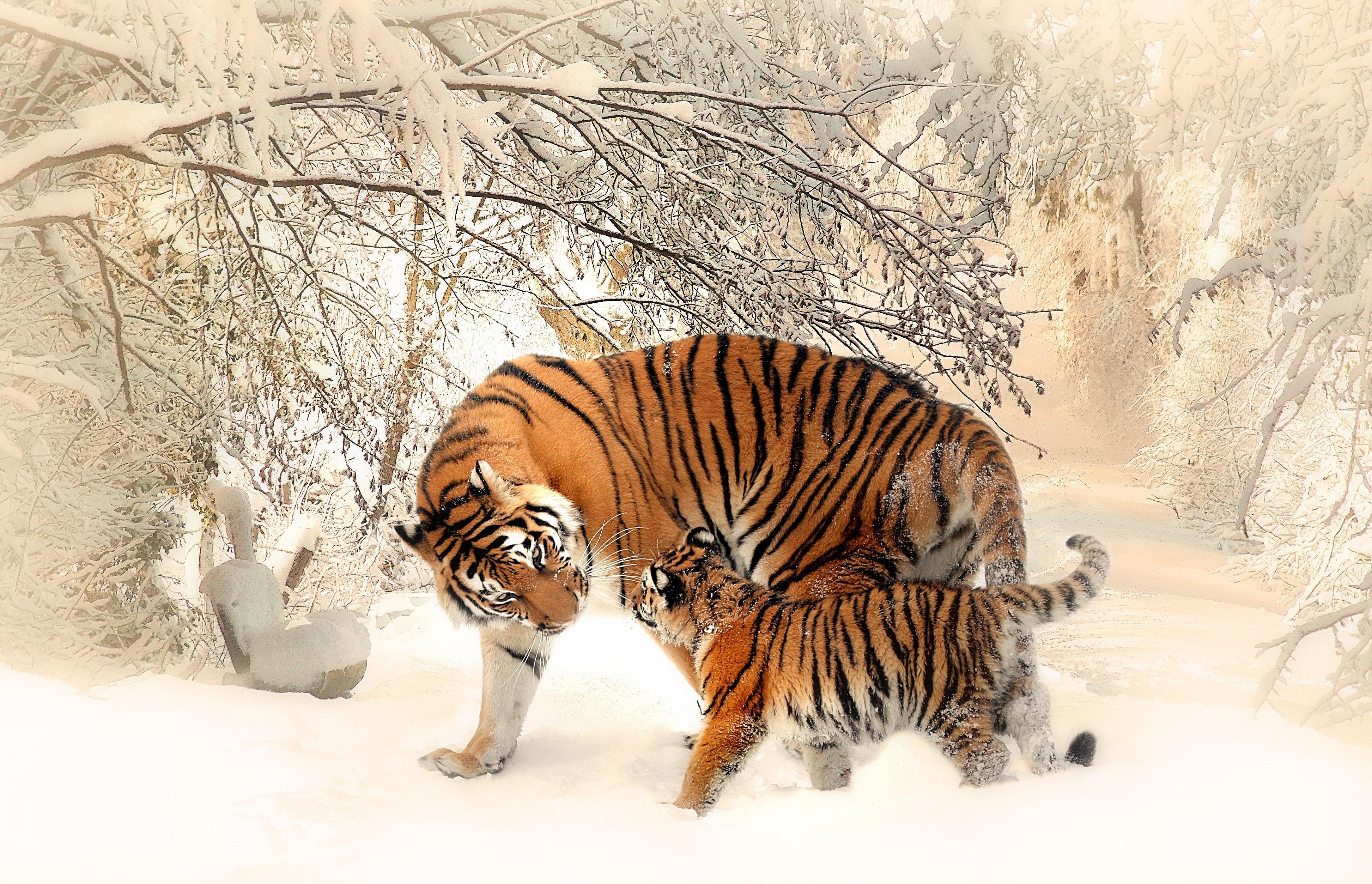 4342x2798 4K, baby animals, tiger, Photohop, snow Gallery HD Wallpaper