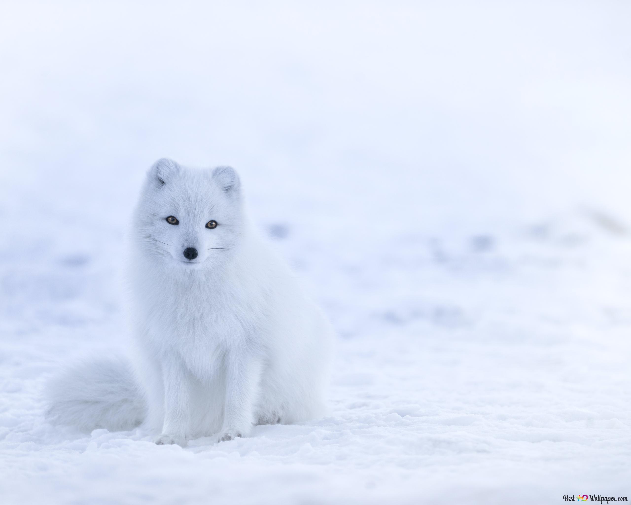 2560x2048 White baby fox in the snow 6K wallpaper download