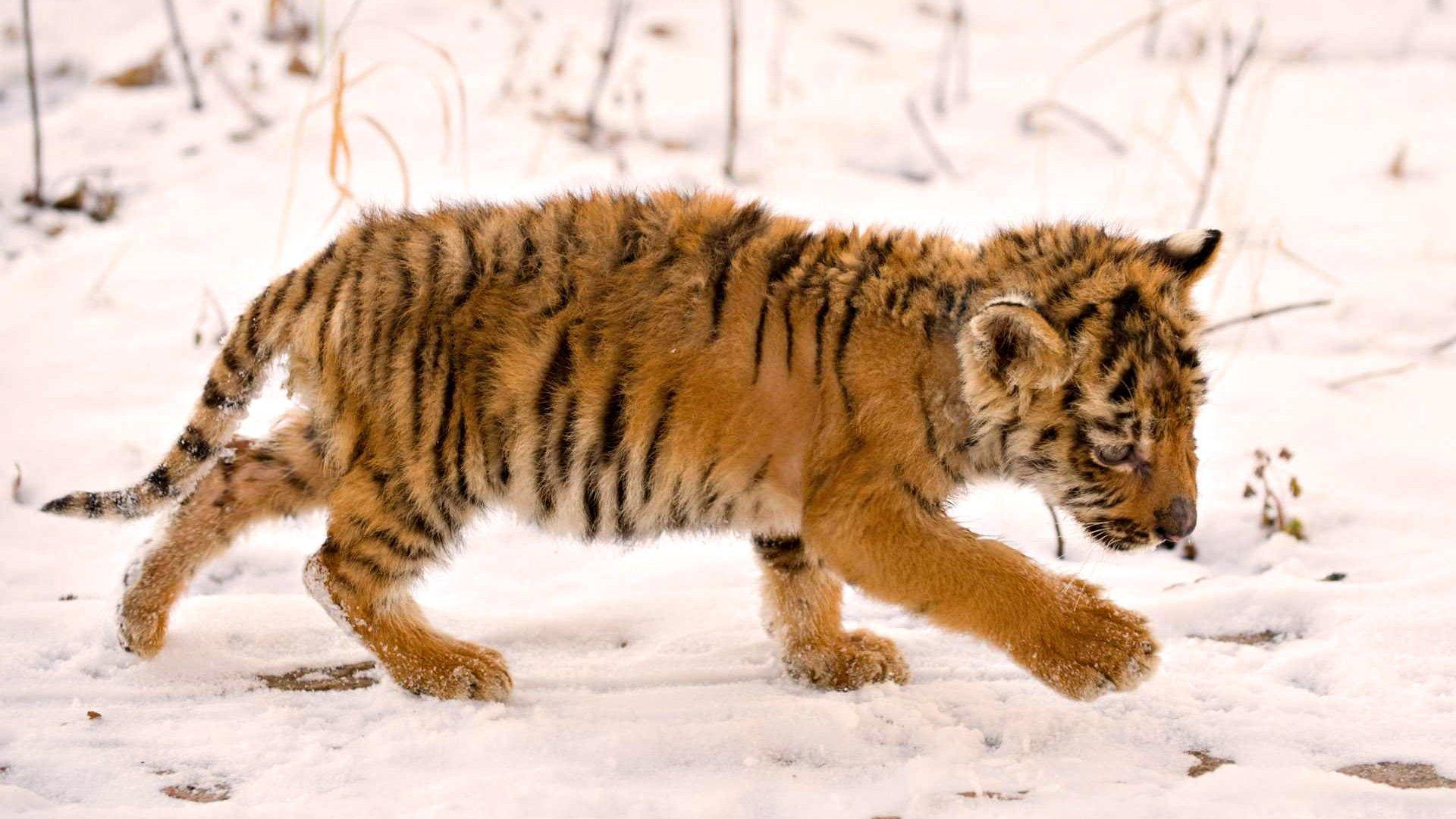 1920x1080 cute, Baby, Tiger, In, Snow, Winter Wallpaper HD / Desktop and Mobile Background