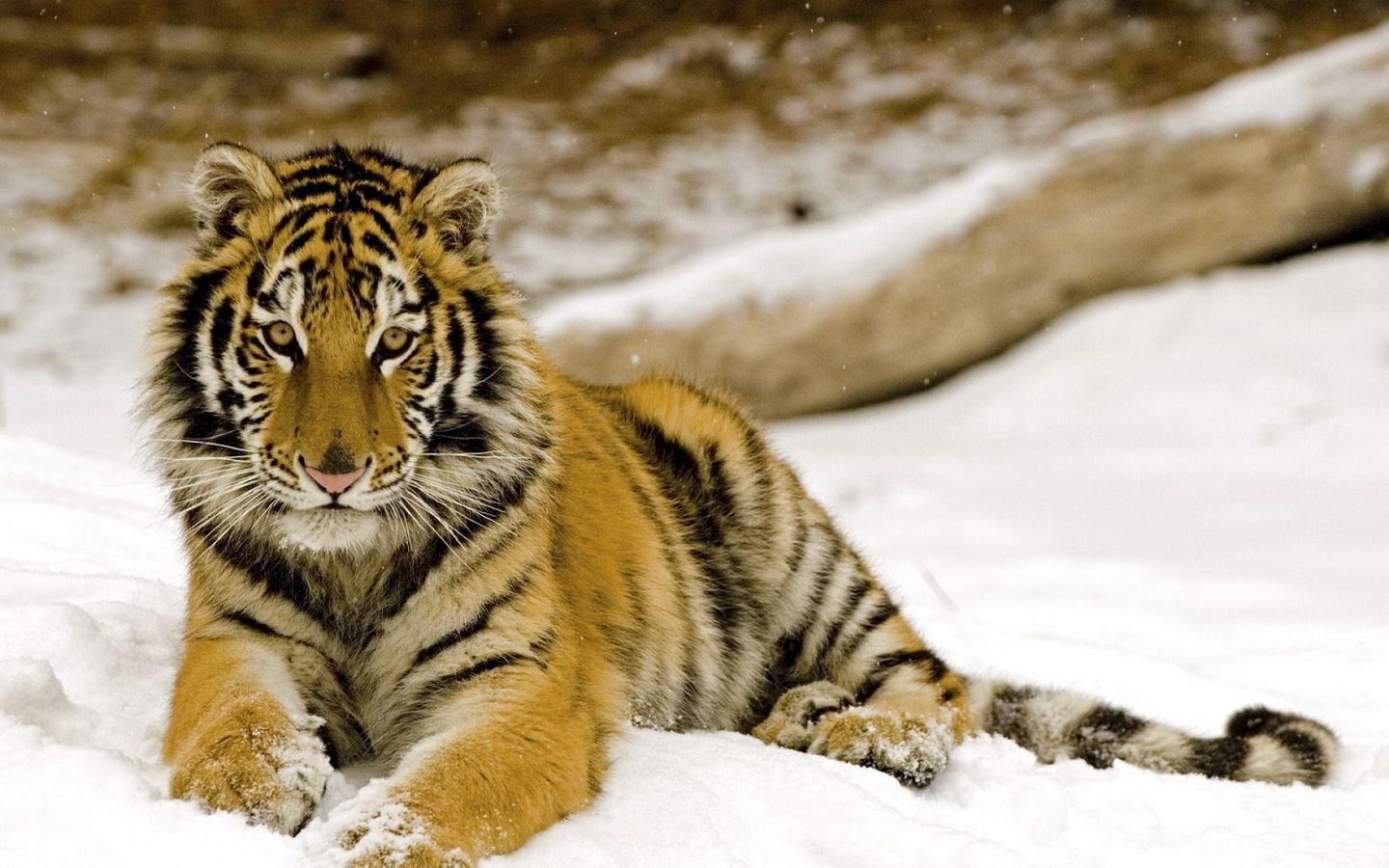 1440x900 Download wallpaper 1440x900 tiger, snow, baby, predator widescreen 16:10 HD background