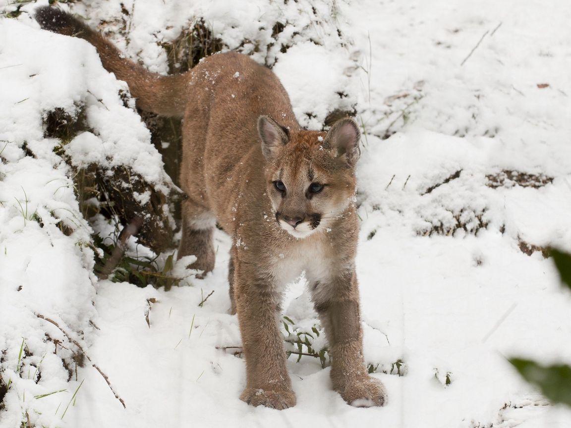1152x864 Download wallpaper 1152x864 puma, snow, baby standard 4:3 HD background