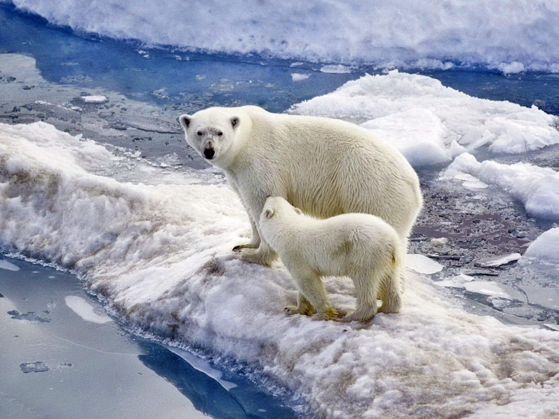 1920x1440 Polar Bear Family Baby Snow Ice Ocean Wallpaper Widescreen HD :