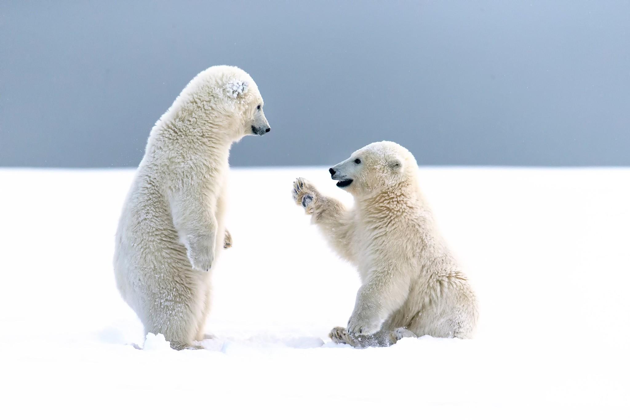 2048x1366 snow, animals, baby animals, polar bears Gallery HD Wallpaper