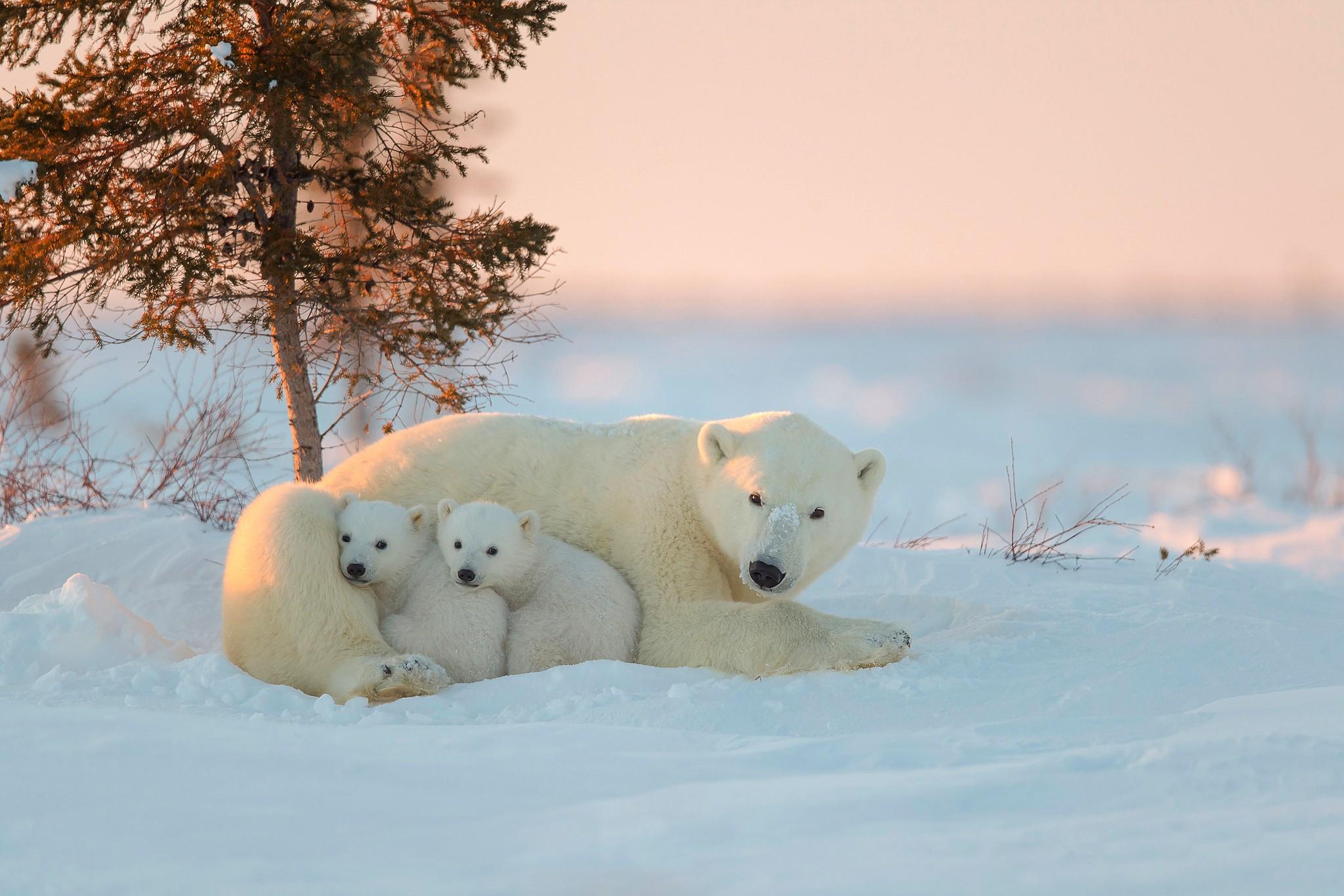 2048x1365 animals, Polar Bears, Snow, Baby Animals Wallpaper HD / Desktop and Mobile Background