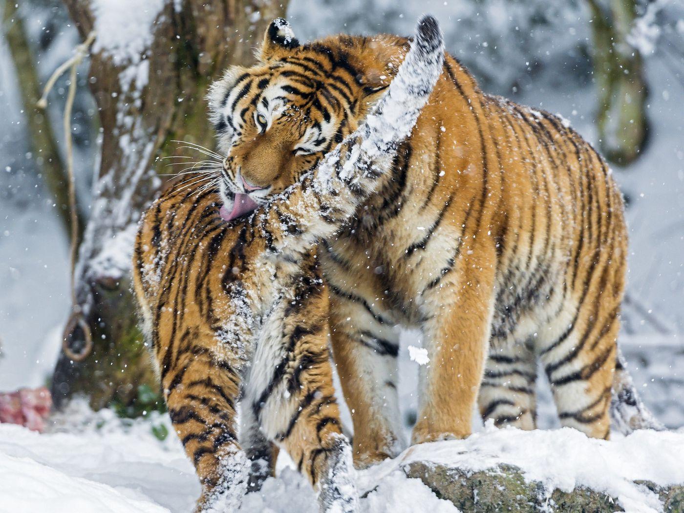 1400x1050 Download wallpaper 1400x1050 amur tiger, snow, baby, big cat, predators standard 4:3 HD background