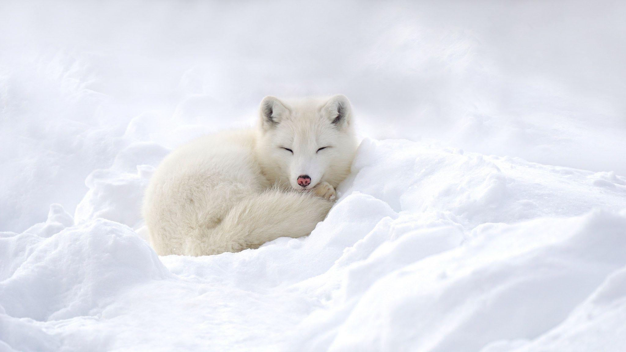 2048x1152 Baby Arctic Fox Wallpaper