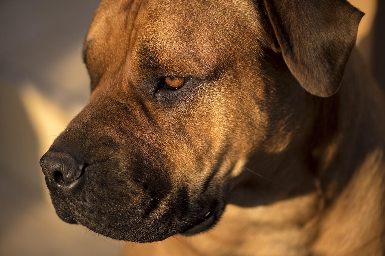 1280x852 African Boerboel Bull Mastiff