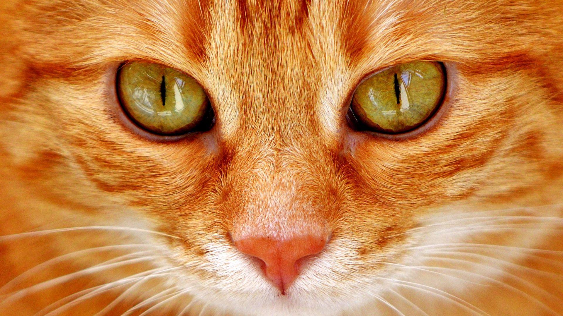 1920x1080 Desktop Wallpaper Orange Cat, Eyes, Fur, HD Image, Picture, Background, E4lhre
