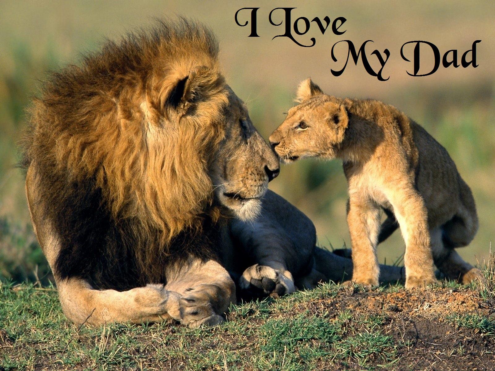 1600x1200 Free download To download click on I Love My Dad Fathers Day Lion Wallpaper then [1600x1200] for your Desktop, Mobile & Tablet. Explore I Love Daddy Wallpaper