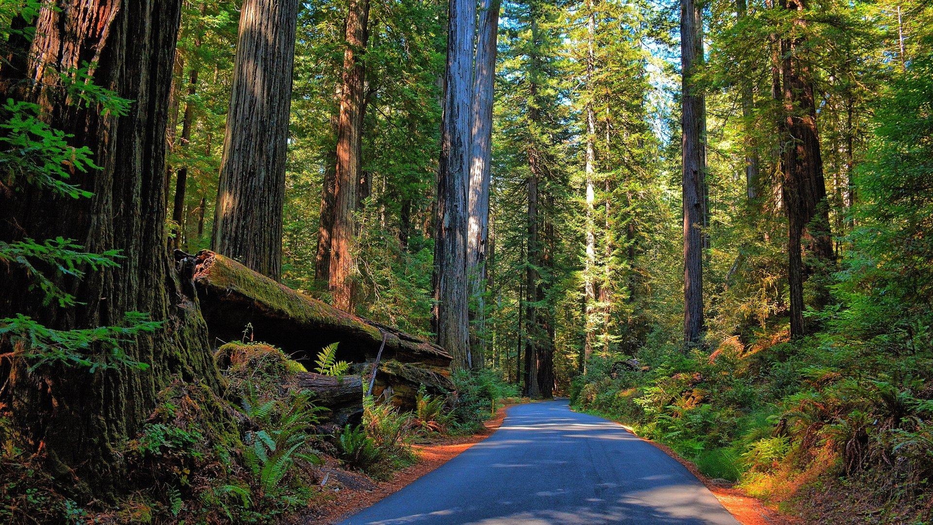 1920x1080 Redwood Forest Road Ultra HD Wallpaper