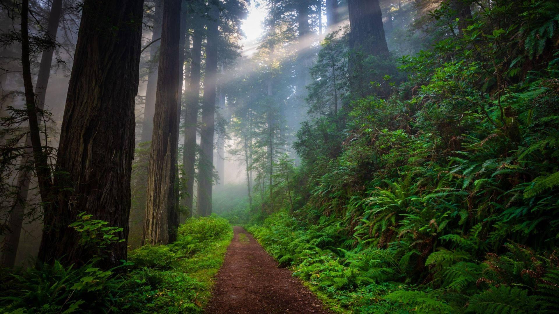 1920x1080 Download Narrow Way In Redwood Forest Wallpaper