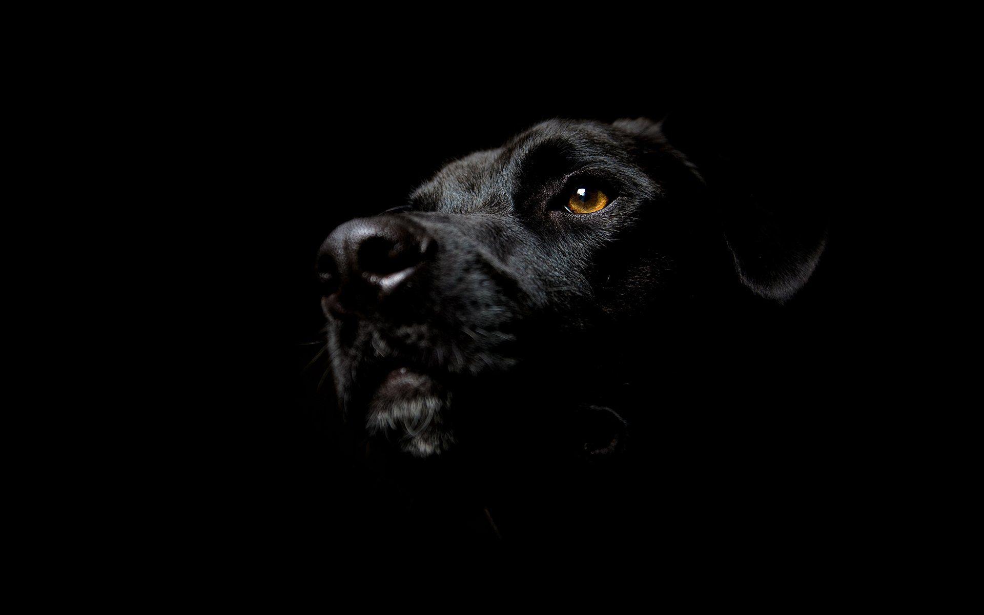 1920x1200 HD Black Background Wallpaper