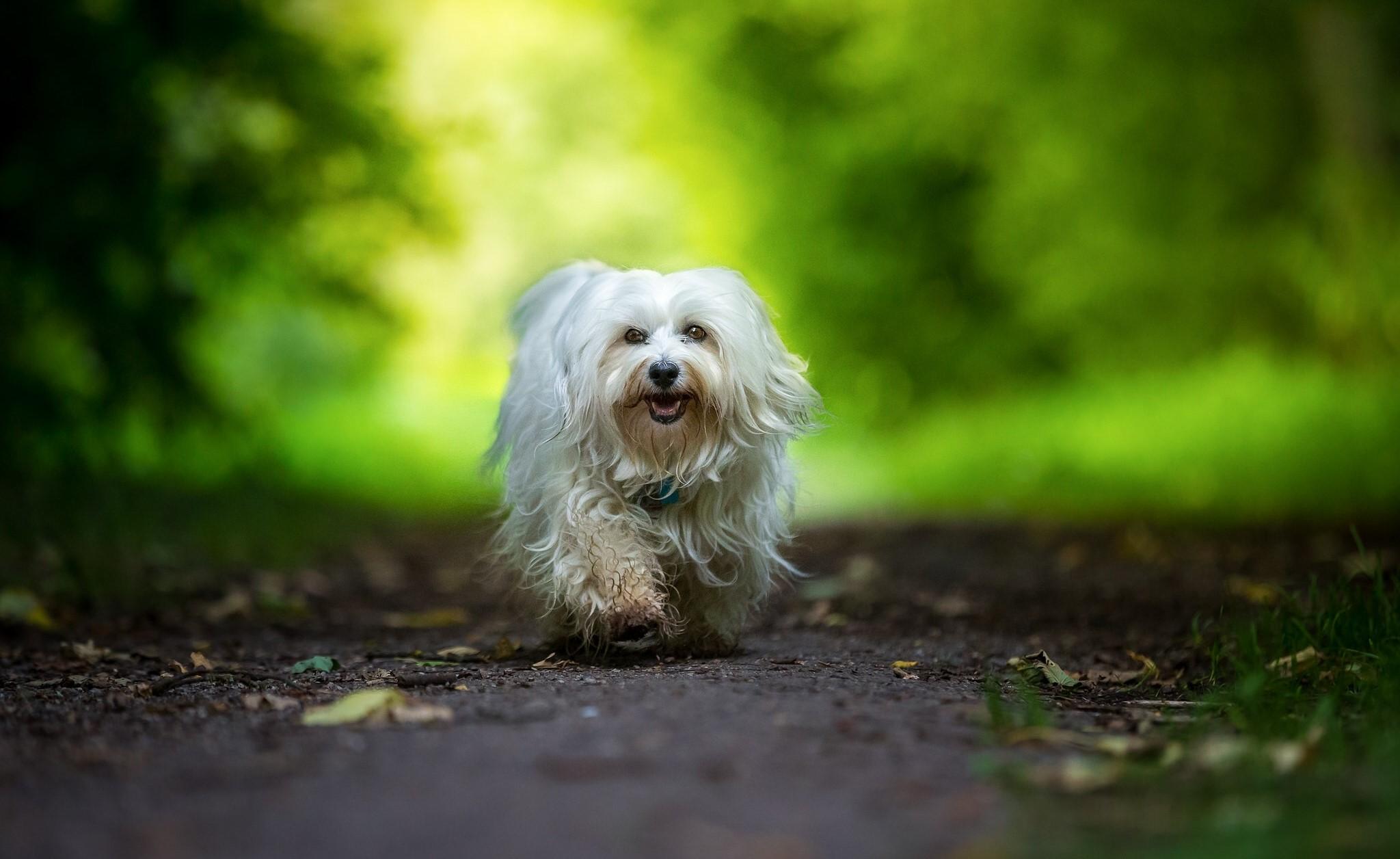 Havanese Wallpapers - Top Free Havanese Backgrounds - WallpaperAccess