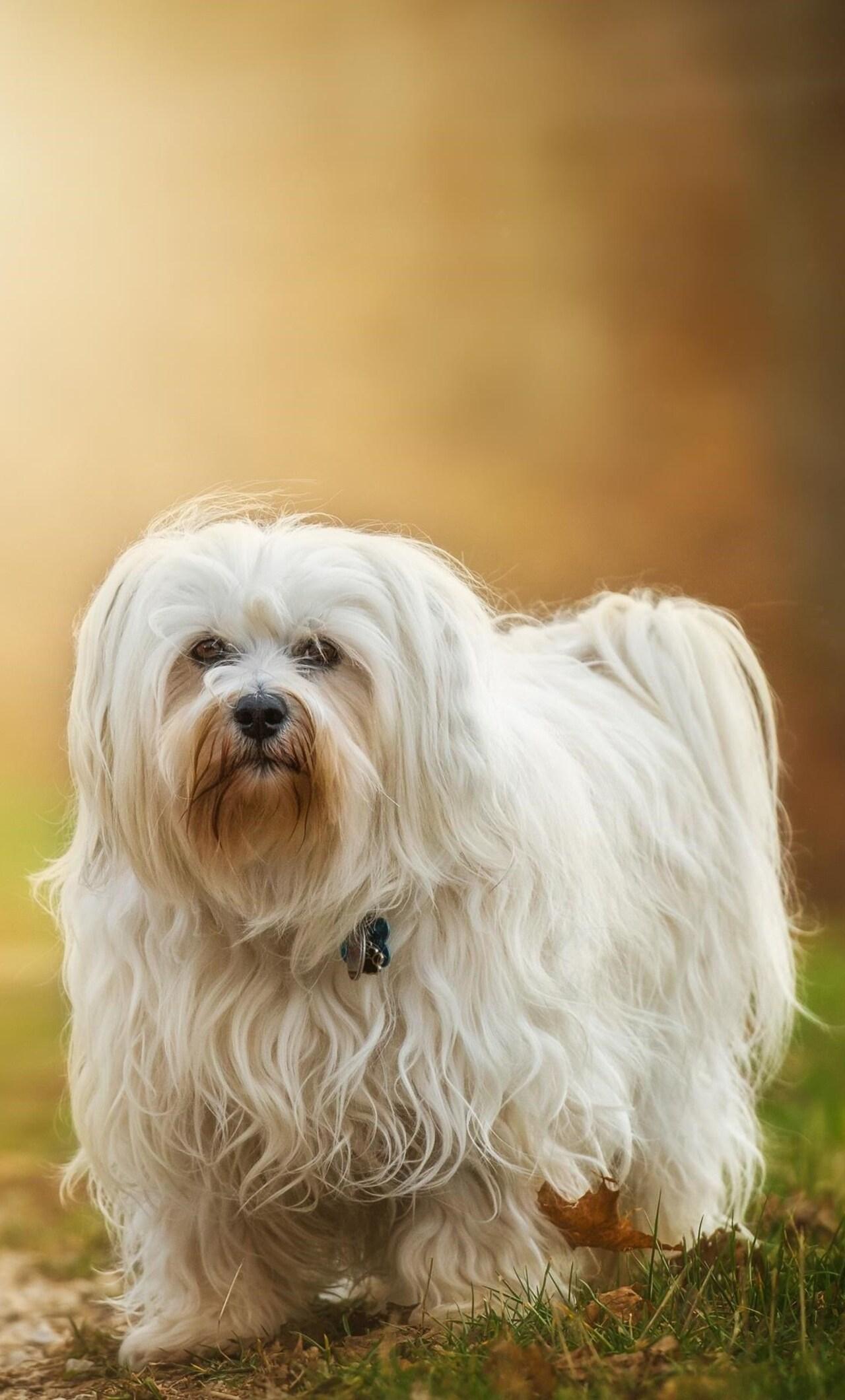 Havanese Wallpapers - Top Free Havanese Backgrounds - WallpaperAccess