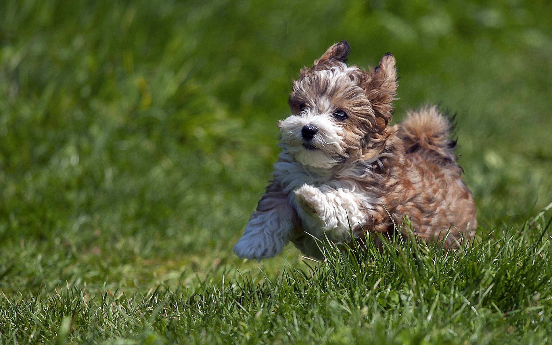 1920x1200 Havanese Wallpaper HD Download