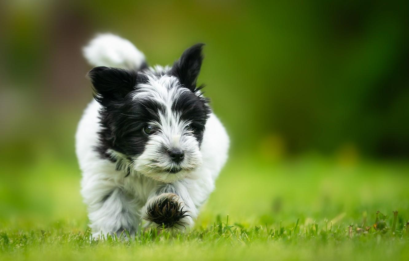 Havanese Wallpapers - Top Free Havanese Backgrounds - WallpaperAccess