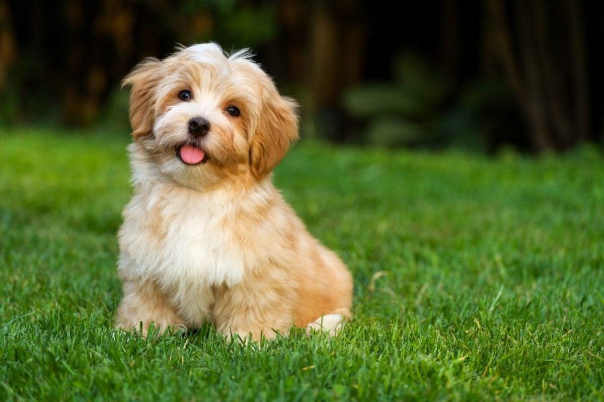 1200x800 Havanese Haircut Styles. The Dog People by