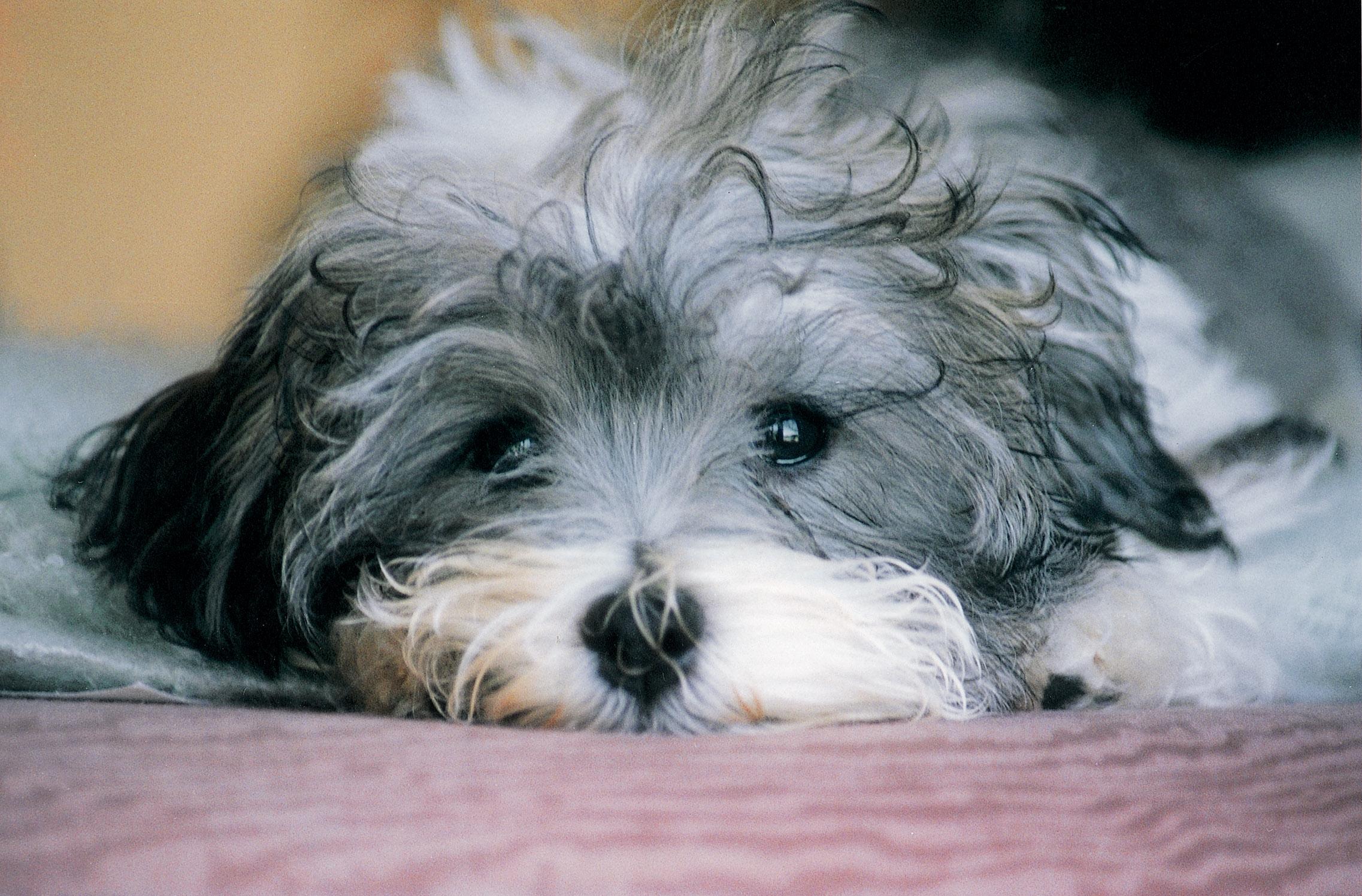 2274x1497 Sad Havanese dog photo and wallpaper. Beautiful Sad Havanese dog picture