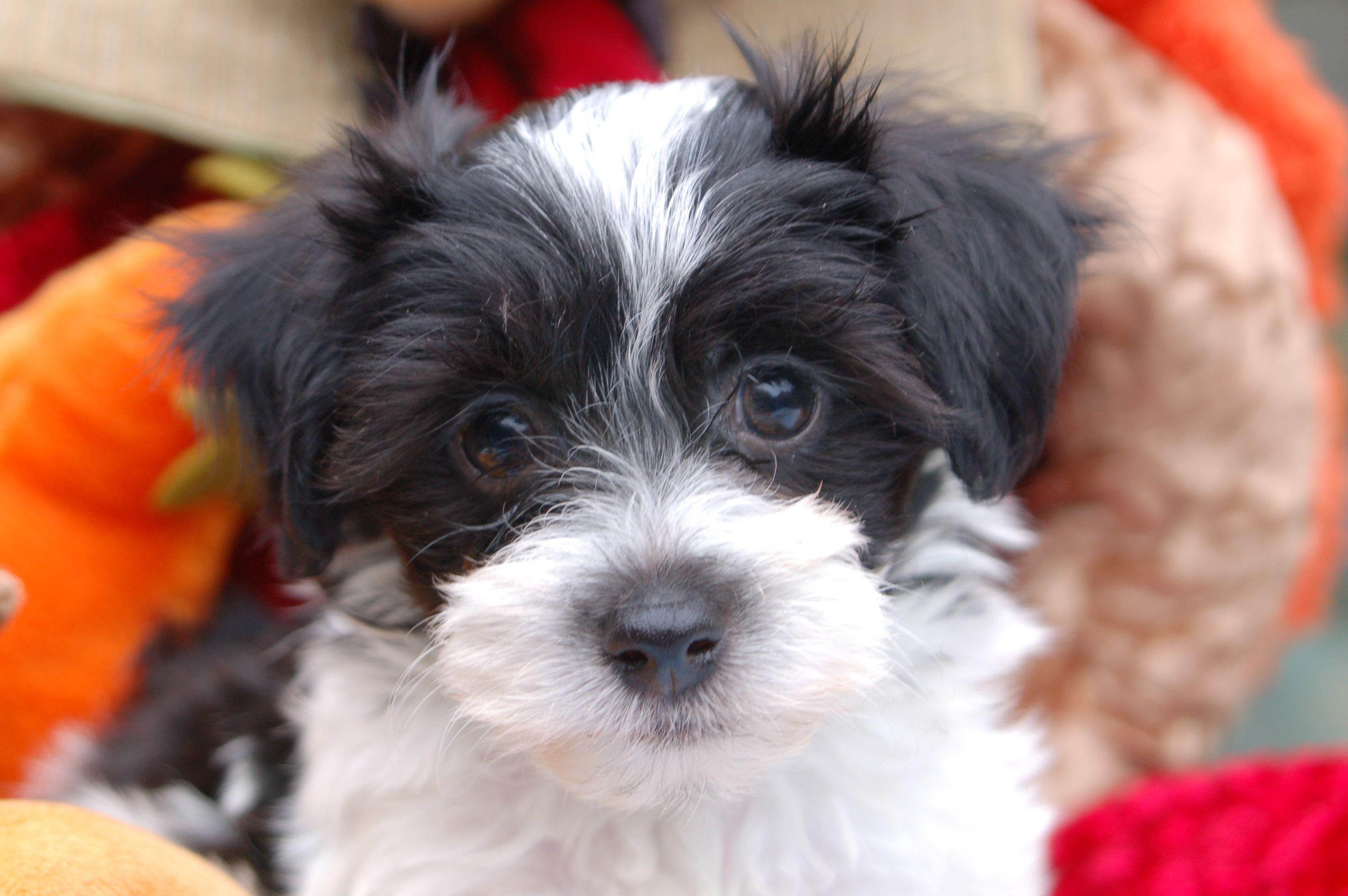 Havanese Wallpapers - Top Free Havanese Backgrounds - WallpaperAccess