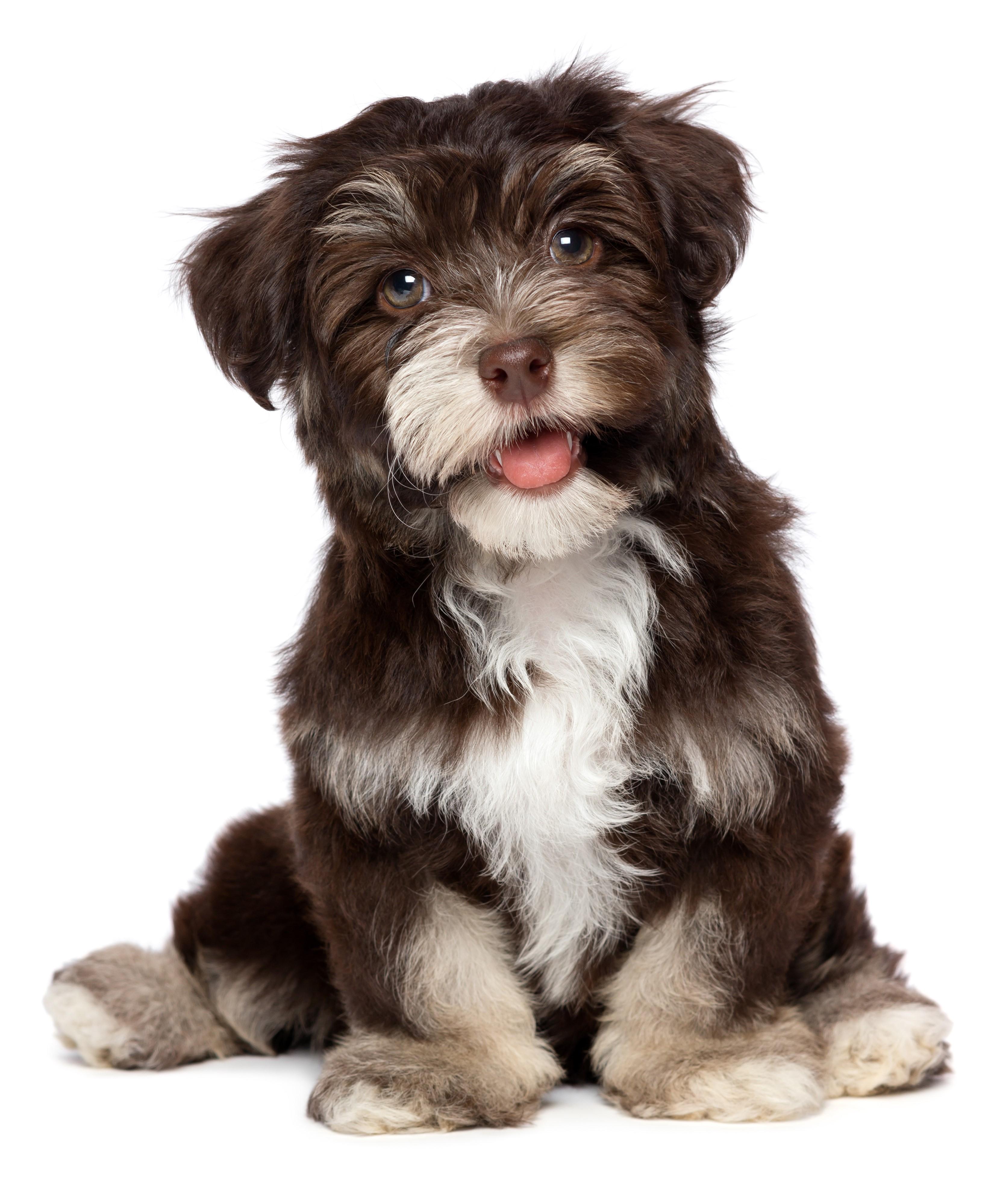 Havanese Wallpapers - Top Free Havanese Backgrounds - WallpaperAccess