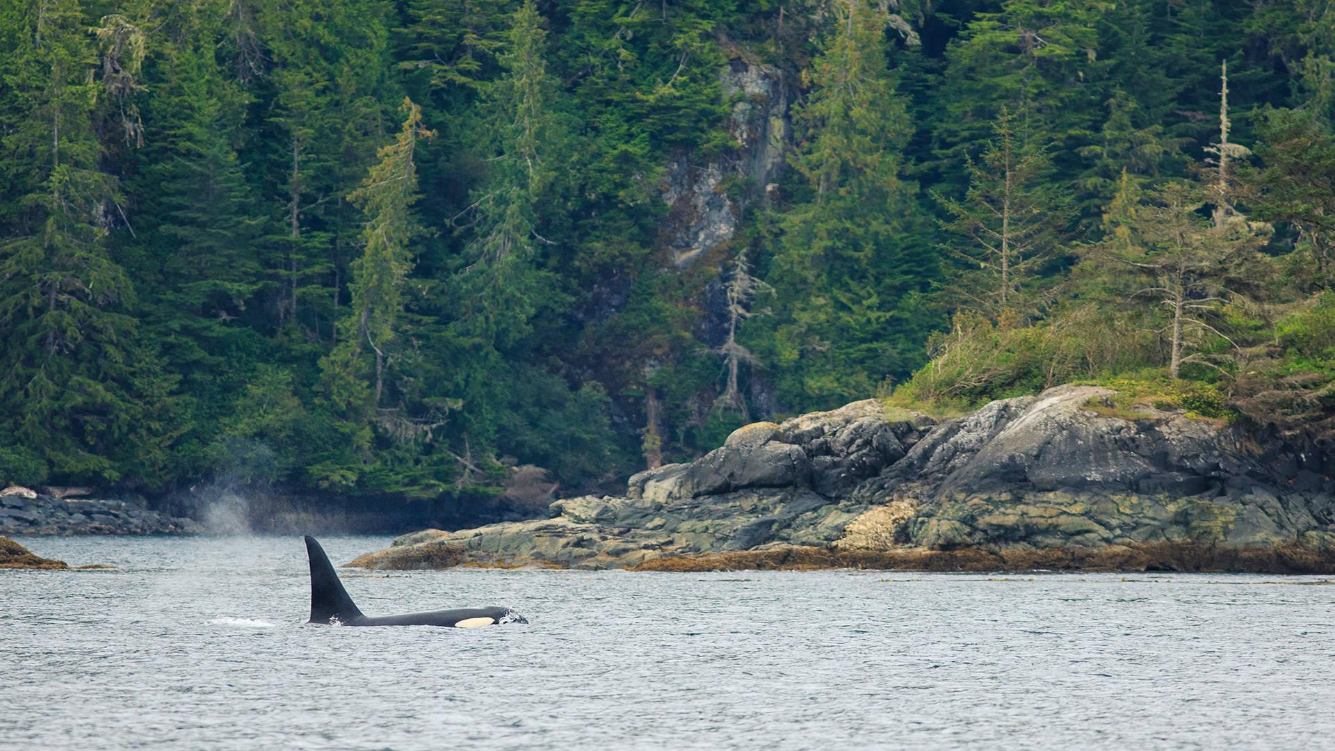 1920x1080 Download Canada's Vancouver Island Orcas Wallpaper