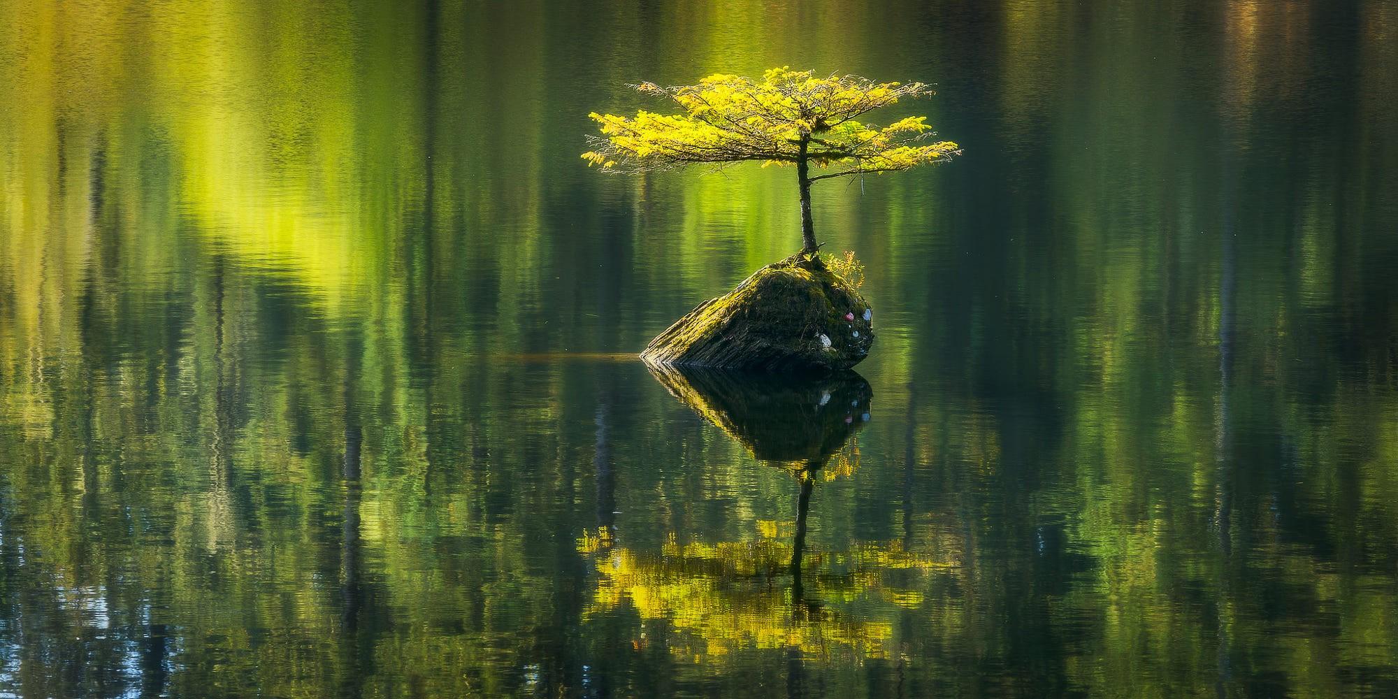 2000x1000 Wallpaper / 500px, Vancouver Island, Canada, nature, water, landscape, plants free download