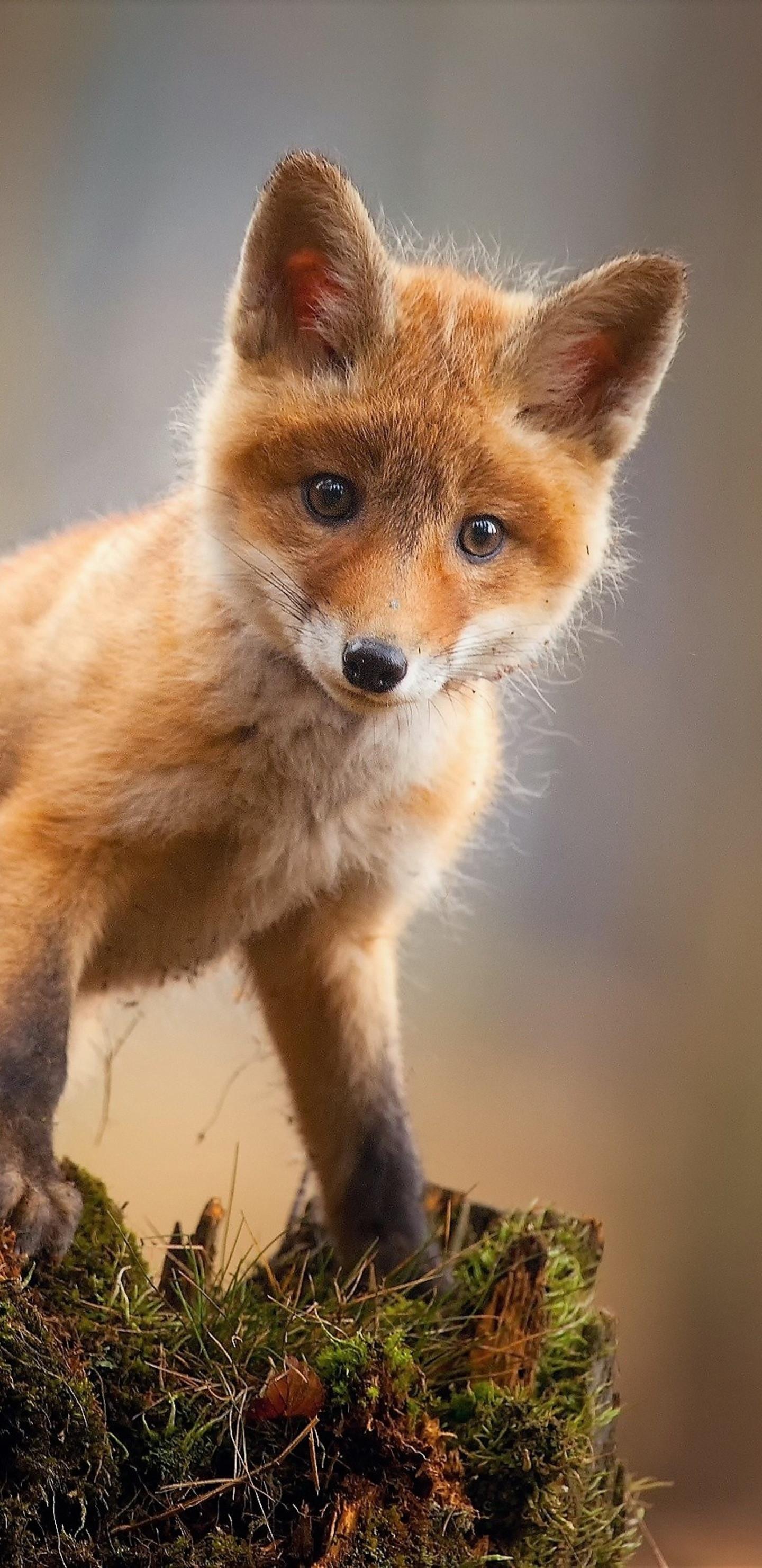 1440x2960 Fox Cub Baby Animal Cute HD Samsung Galaxy Note S S SQHD HD 4k Wallpaper, Image, Background, Photo and Picture