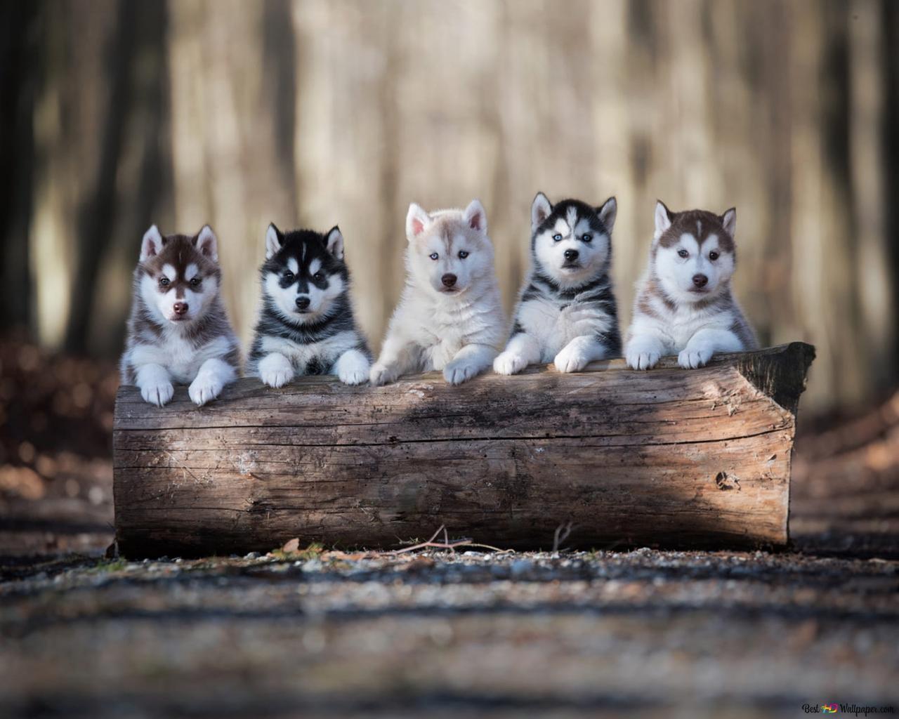 1280x1024 Dogs, alaskan malamute, baby animal HD wallpaper download