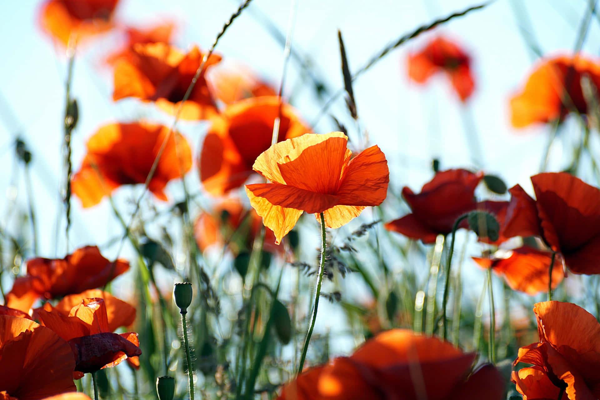 Orange Poppies Wallpapers - Top Free Orange Poppies Backgrounds