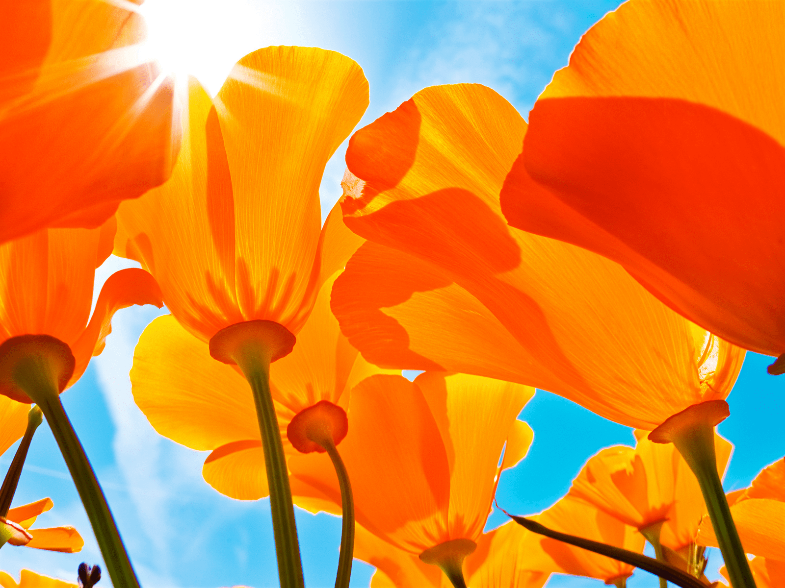 Orange Poppies Wallpapers - Top Free Orange Poppies Backgrounds