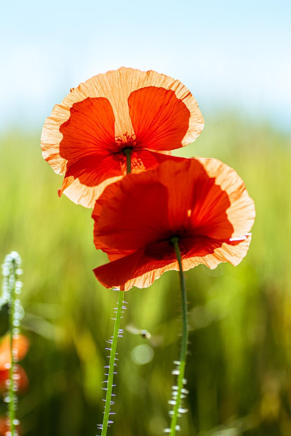 Orange Poppies Wallpapers - Top Free Orange Poppies Backgrounds