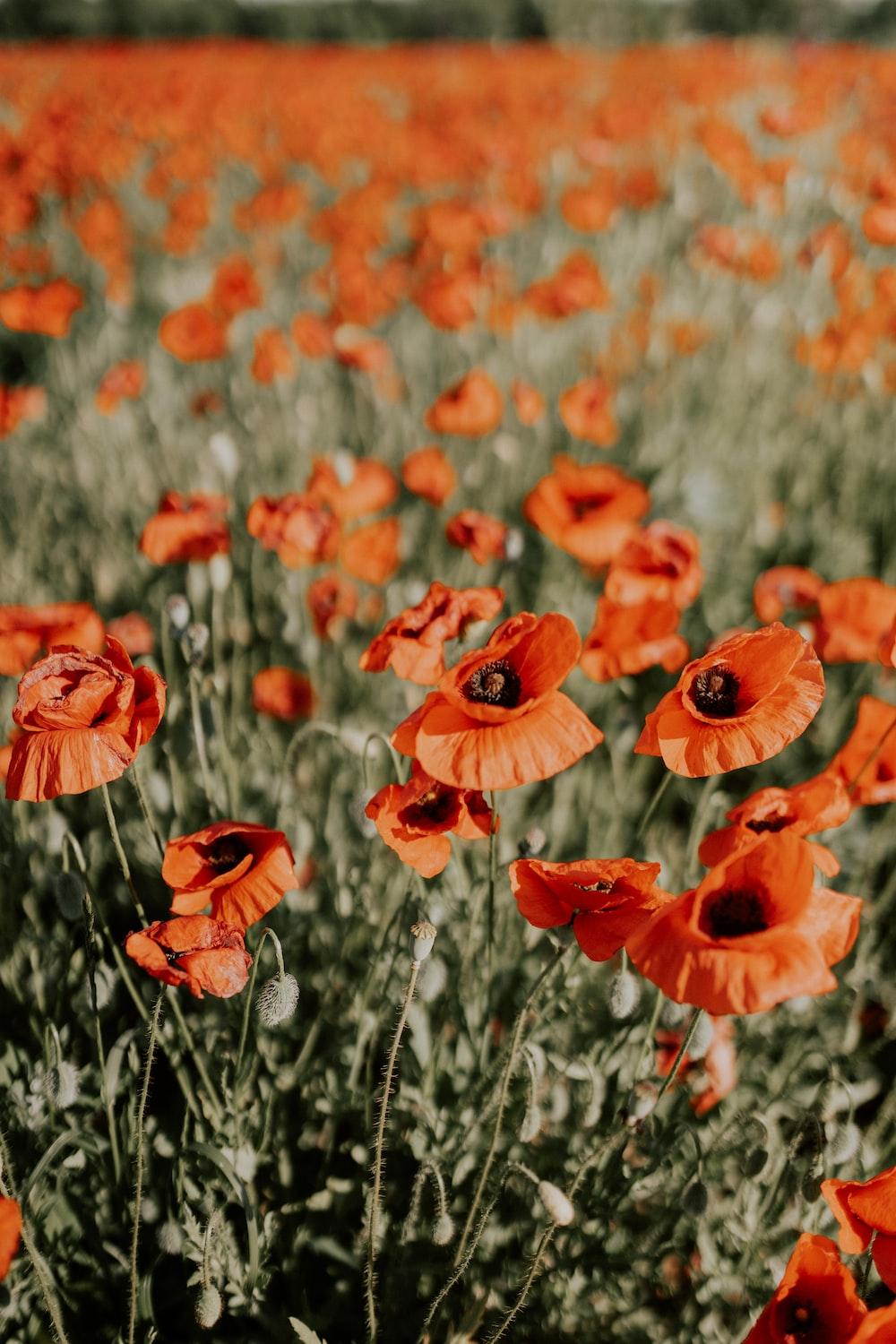 Orange Poppies Wallpapers - Top Free Orange Poppies Backgrounds