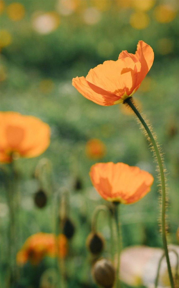 Orange Poppies Wallpapers - Top Free Orange Poppies Backgrounds