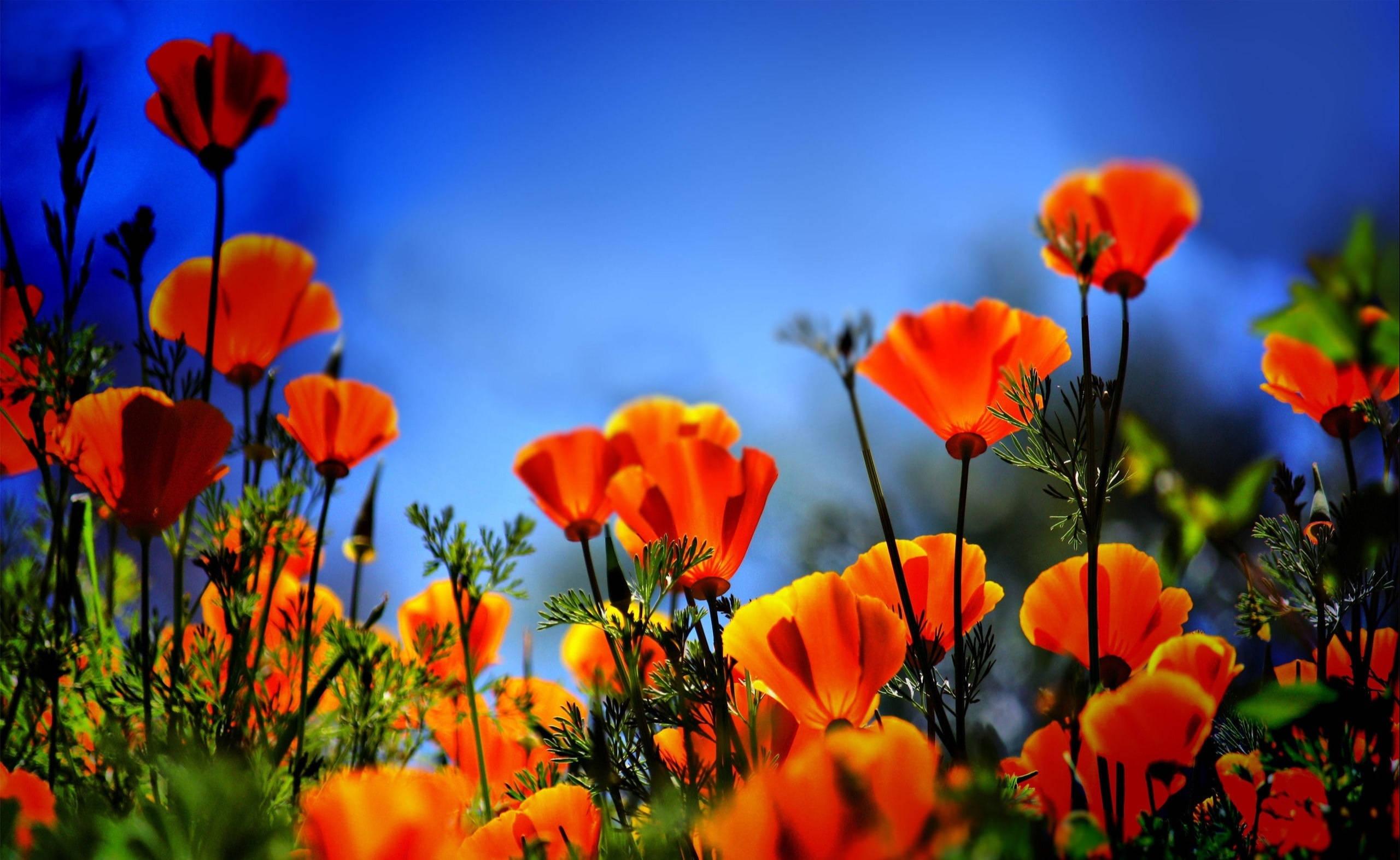 Orange Poppies Wallpapers - Top Free Orange Poppies Backgrounds