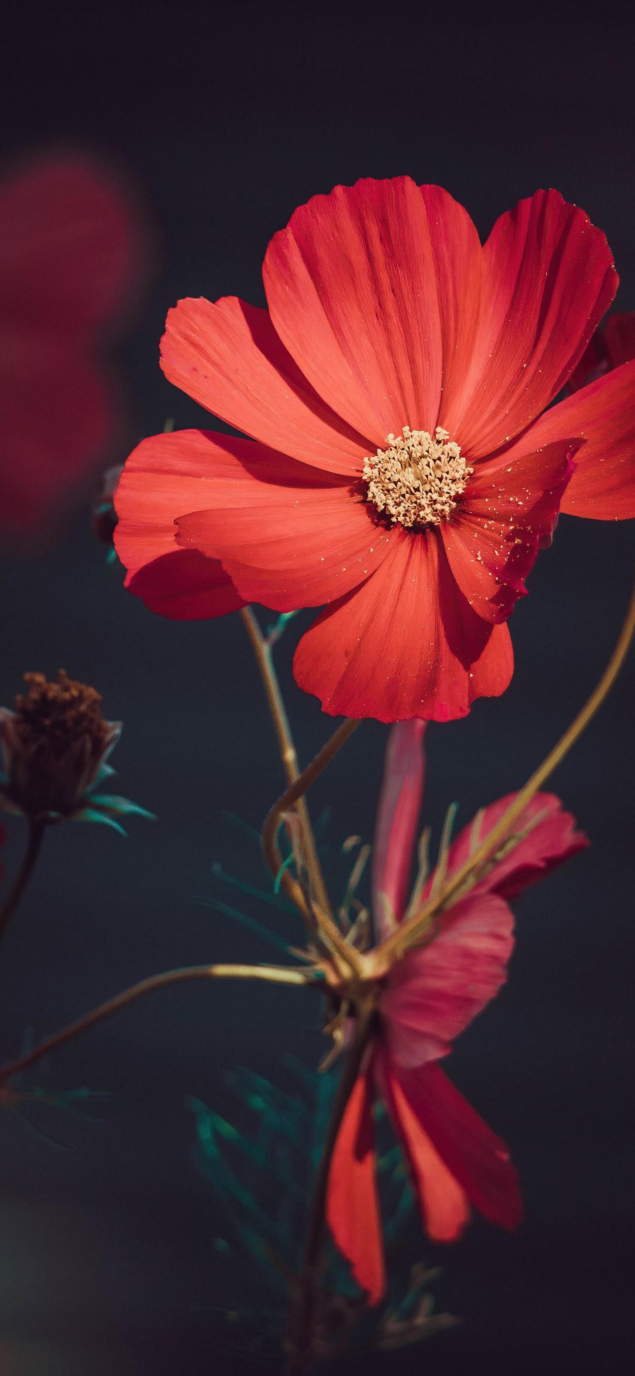 1290x2796 Orange flowers Wallpaper 4K, Summer, Blossom, Bloom, Flowers