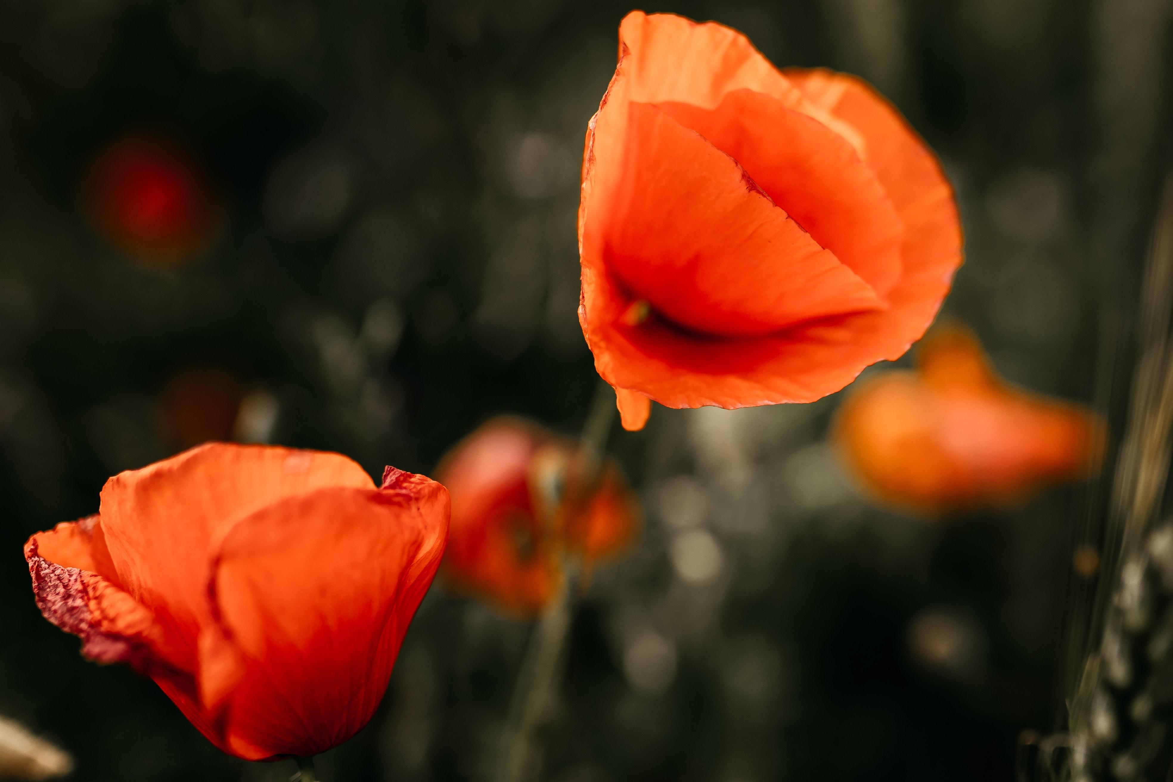 Orange Poppies Wallpapers - Top Free Orange Poppies Backgrounds