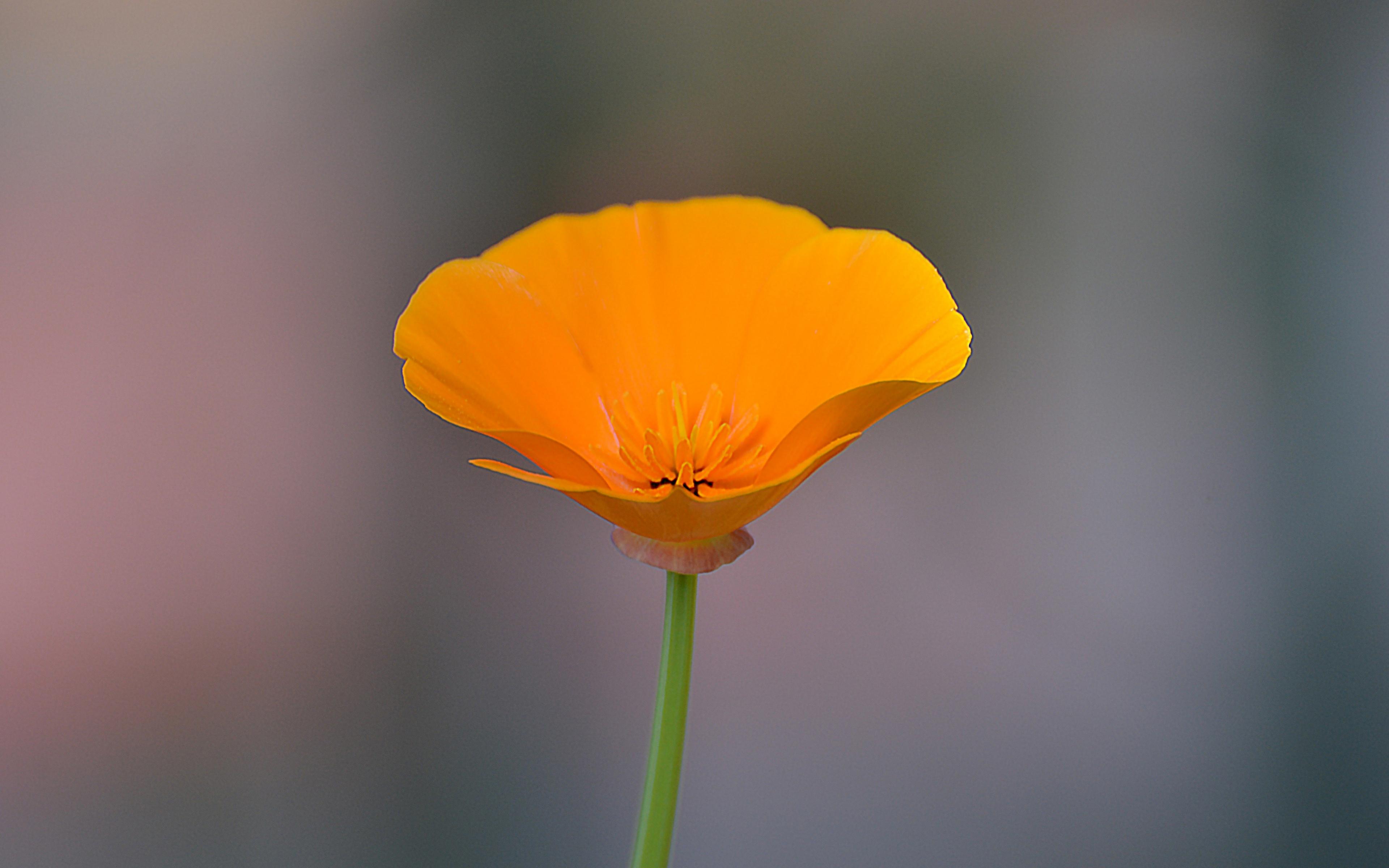 Orange Poppies Wallpapers - Top Free Orange Poppies Backgrounds