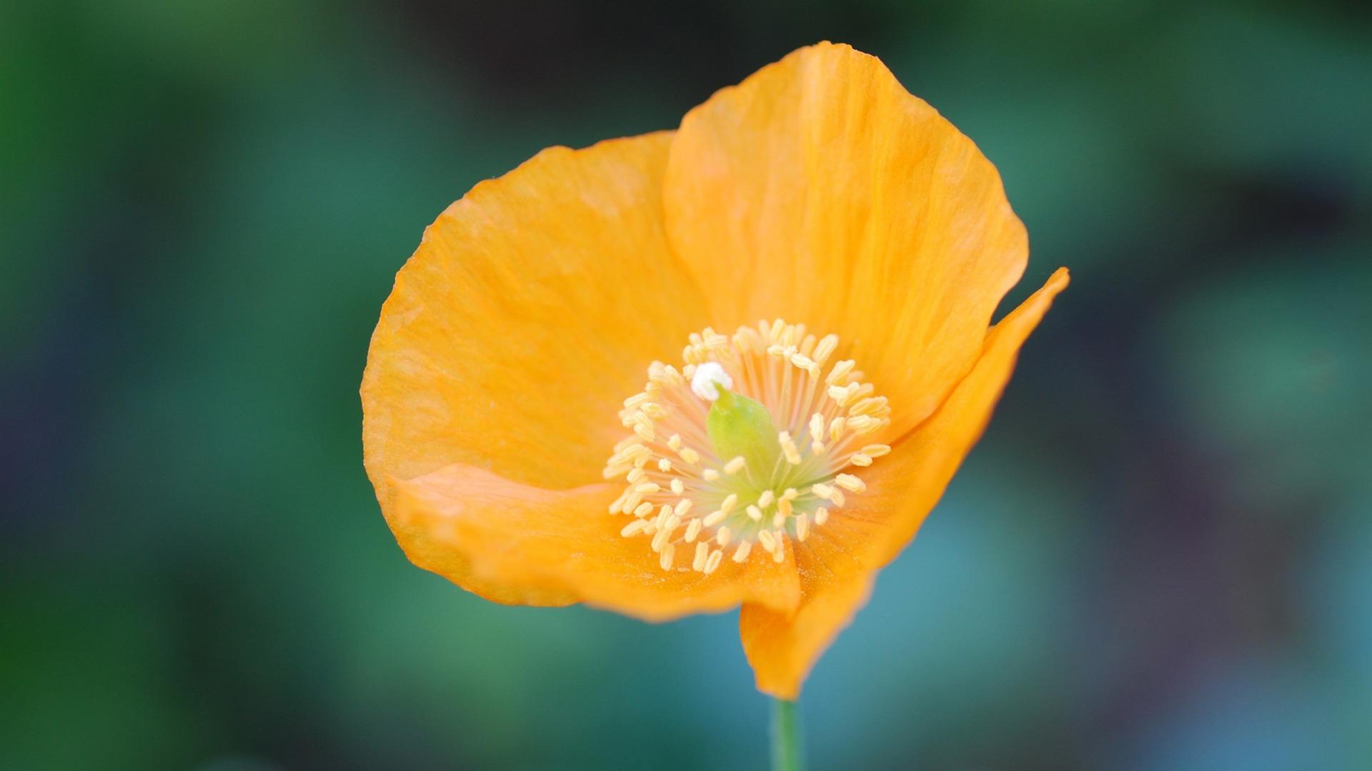 1920x1080 Orange Flower Garden Plant Poppy Blossom
