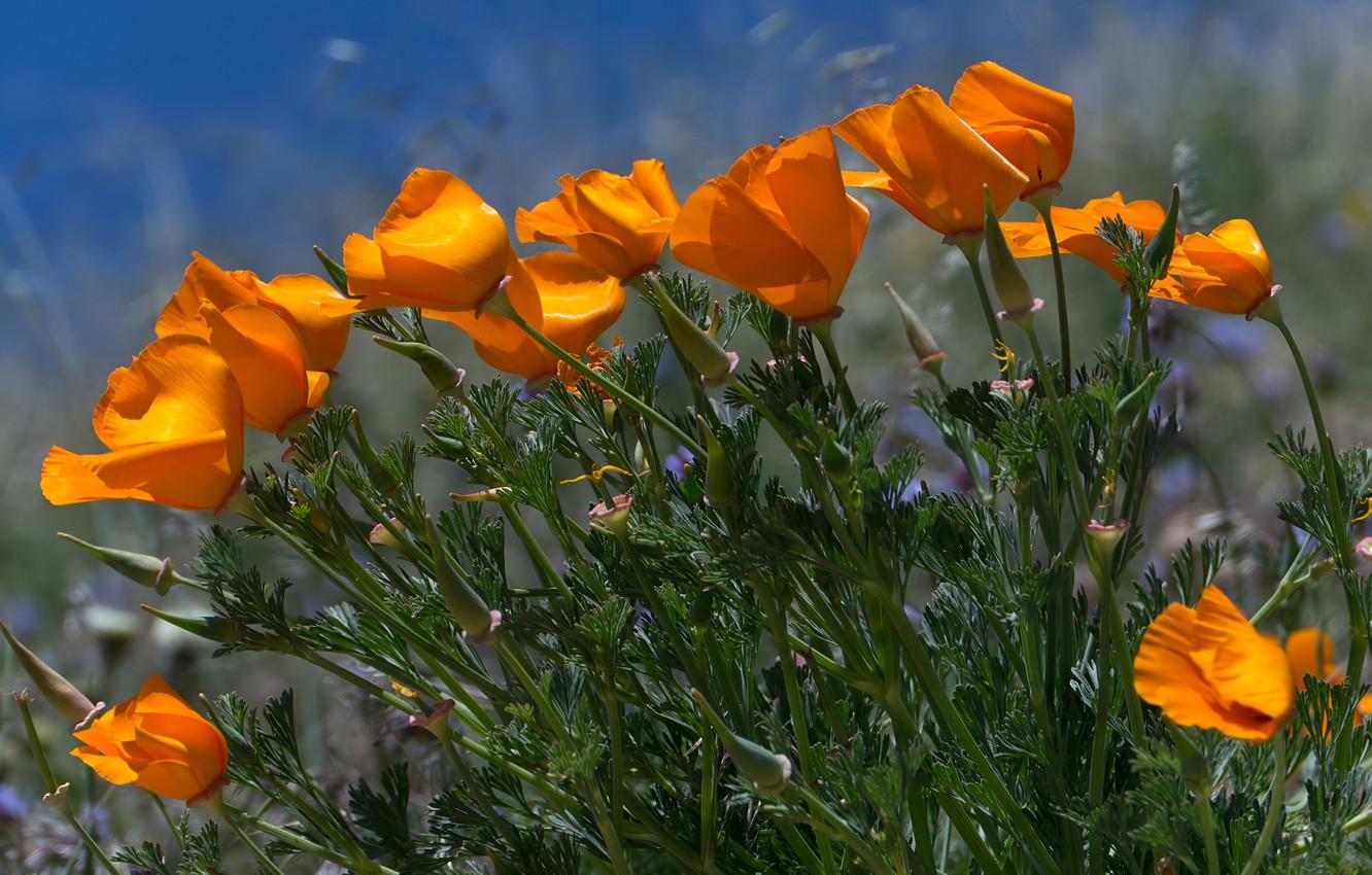 1332x850 Wallpaper Field, Spring, The wind, Spring, Field, Wind, Breeze, Orange flowers, Escholzia, California poppy image for desktop, section цветы