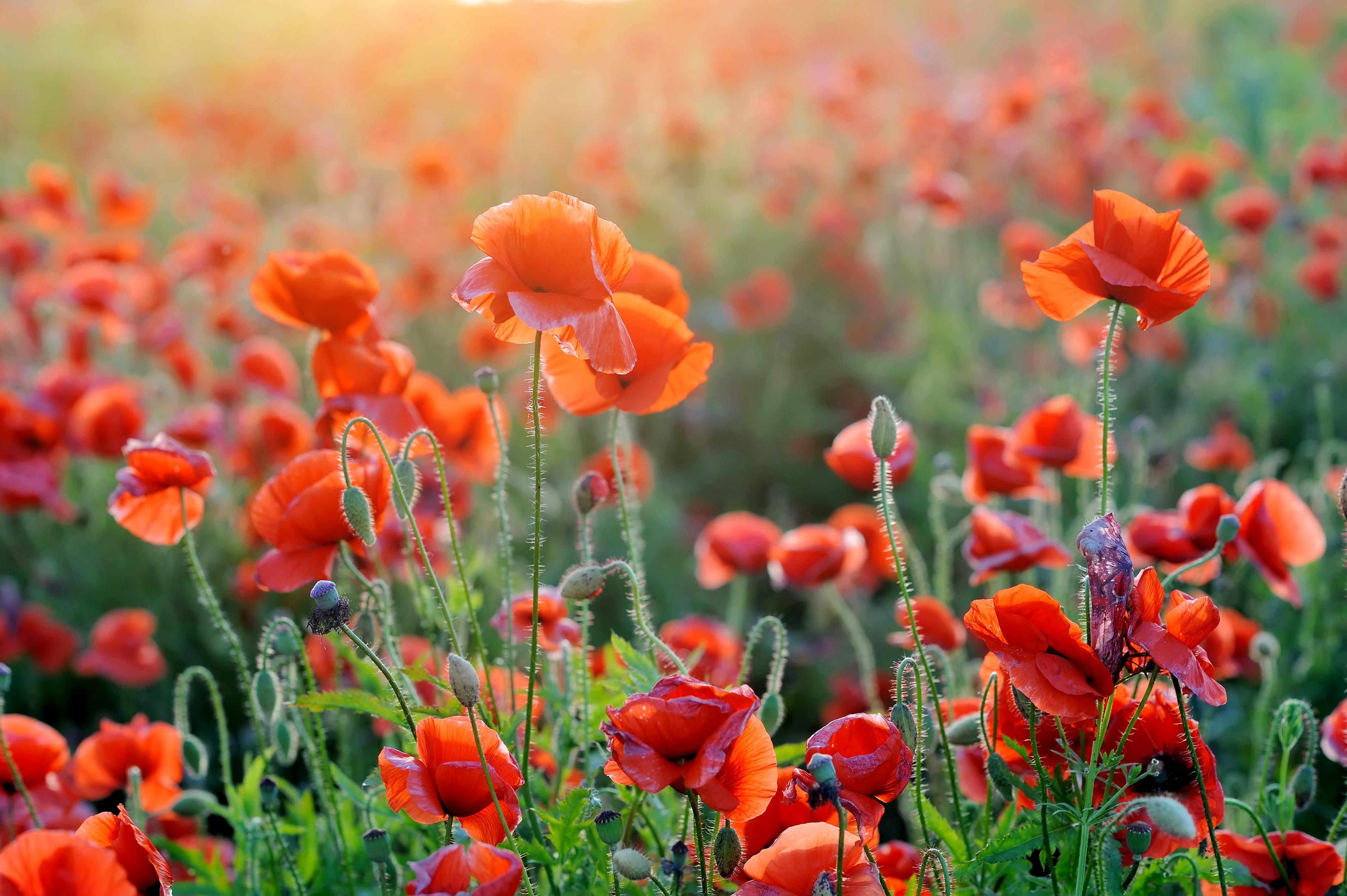 4000x2662 Sunlight, Poppies, 4K, Summer, Orange Gallery HD Wallpaper