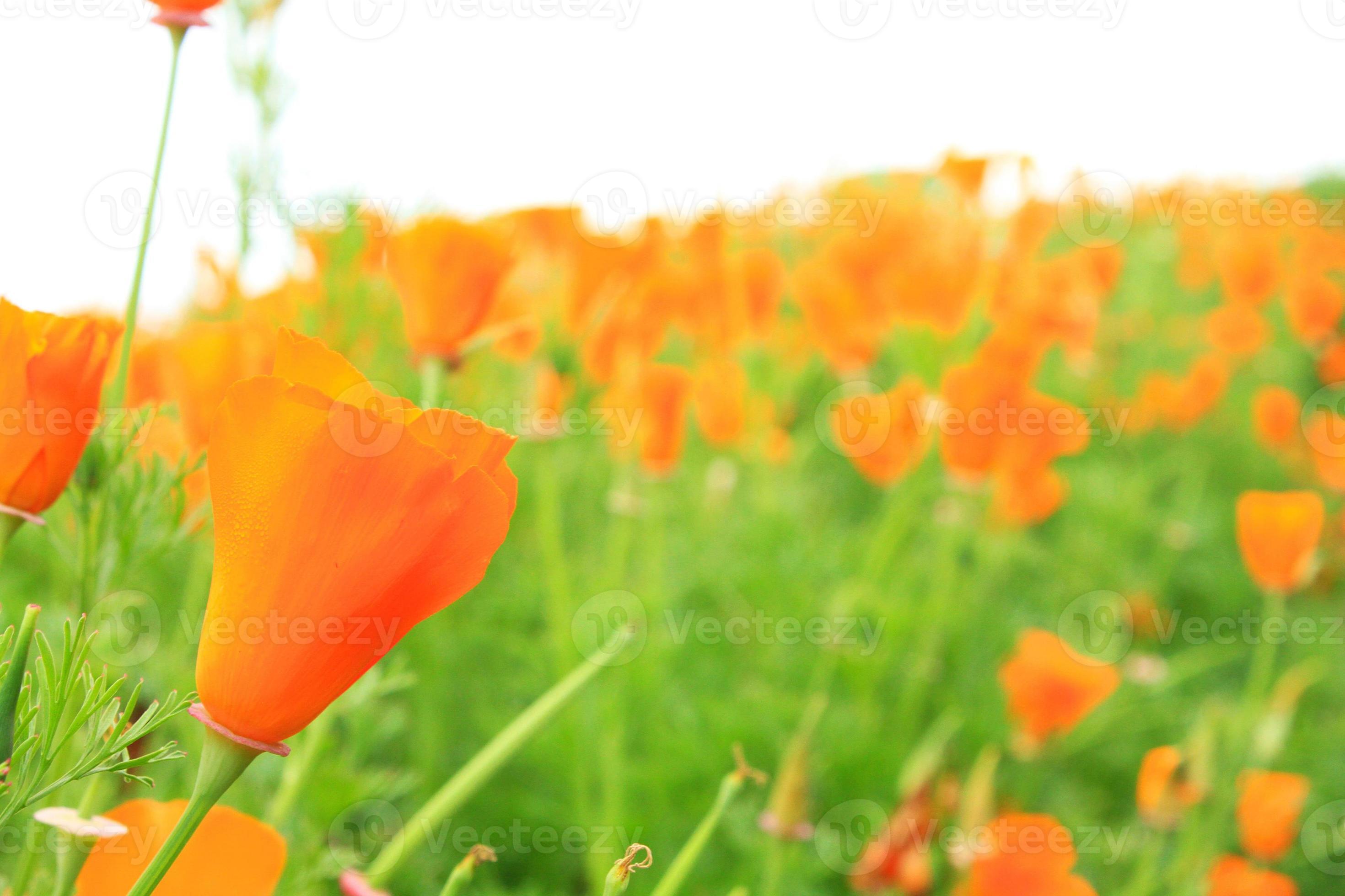 Orange Poppies Wallpapers - Top Free Orange Poppies Backgrounds